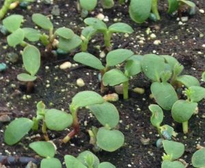 Starting seeds indoors