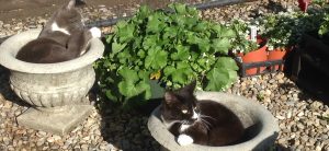 Garden Centre Cats