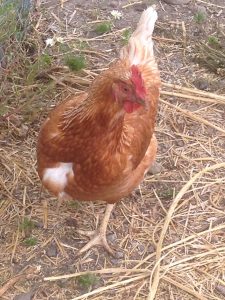 Chickens
