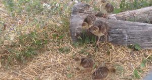 Peachicks | Garden Centre
