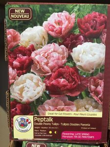 Tips For Successful Bulb Planting