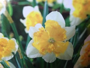 Fall Bulbs