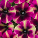 Petunias