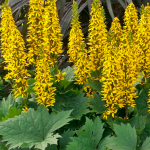 Perennials