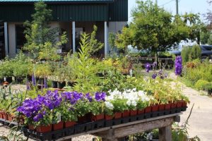 Plants that Keep on Giving