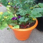 vegetable and herb plants