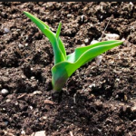 plant perennials