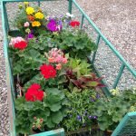 Gallery Flowers