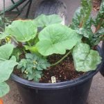 Compact food plants