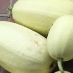Spaghetti Squash