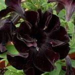 Crazytunia Black Mamba