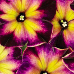Petunia Crazytunia Moonstruck