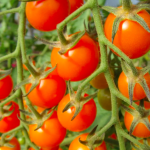 growing food plants