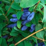 Honeyberry