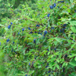 honeyberry
