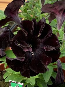Black Mamba Petunia | Garden Centre