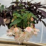 Vanilla Cream Hanging Basket