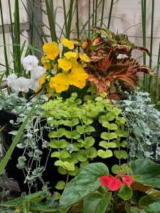 Assorted Shade Plants | Calgary Gardening