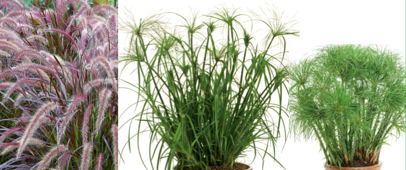 Grasses