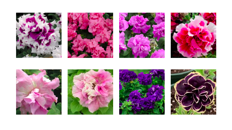 Double Petunias