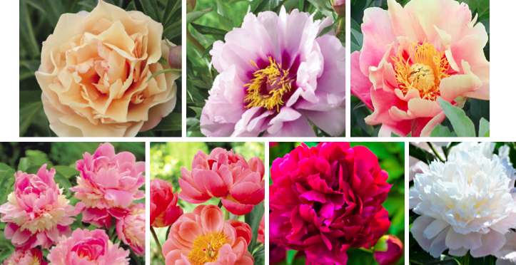 Peonies for Southern Alberta