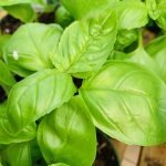 Italian Basil
