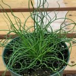 Juncus Spiralis
