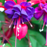 fuchsia blue eyes