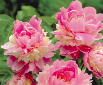 Peony Sorbet | Perennials