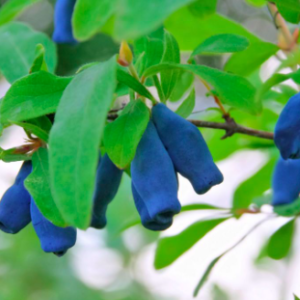 Borealis Honeyberry Haskap | Shrubs