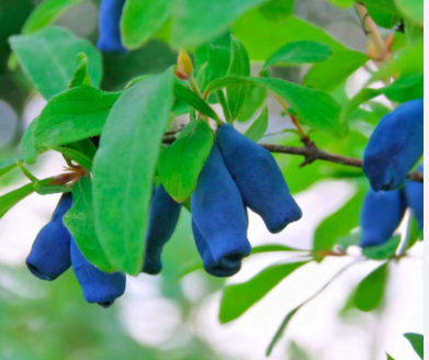 Borealis Honeyberry Haskap | Shrubs