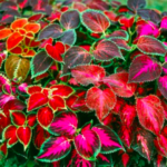 Coleus Rainbow Mix | Annuals