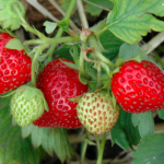 June Bearing Strawberry | Fruiting Plants