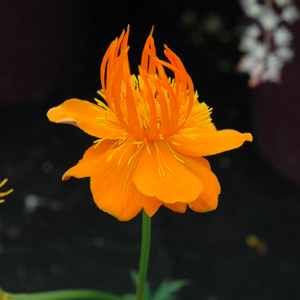 A Custom Order | Perennials | Bloomfield Garden Centre