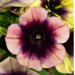 petunia ray shadow