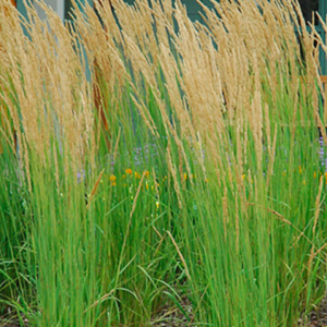 karl foerster feather reed grass