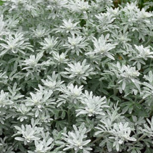 artemisia silver brocade