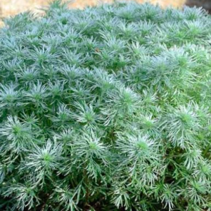 artemisia silver mound