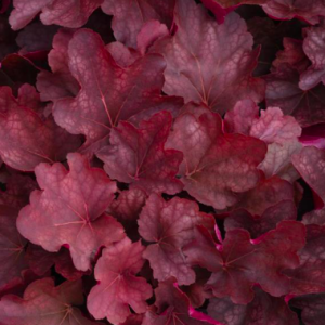 heuchera coral bells carnival burgundy blast