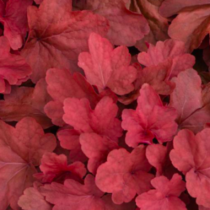 heuchera carnival cinnamon stick coral bells