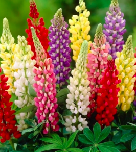 lupin gallery extra
