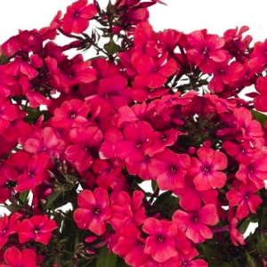phlox flame bordeaux red