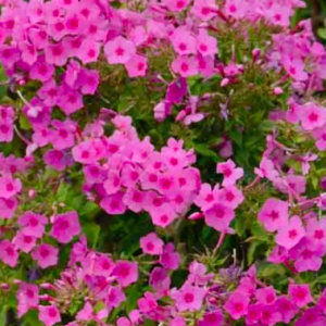 phlox flame pink