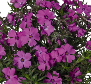 creeping phlox spring purple