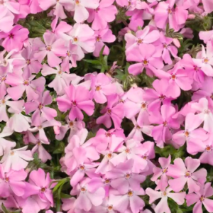 phlox spring soft pink