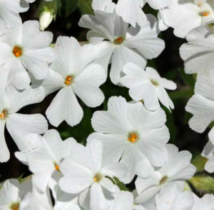 creeping phlox spring white