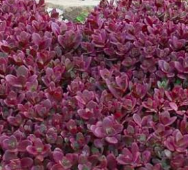 sedum sunsparkler firecracker stonecrop