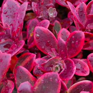 sedum sunsparkler wildfire stonecrop