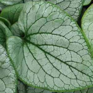 brunnera frost magic
