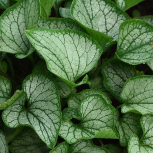 brunnera frostbite